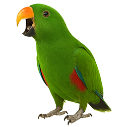 Westermani Eclectus